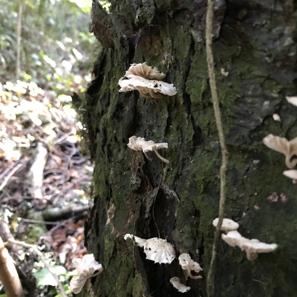 Marasmiellus alliiodorus · May 2022 · photo: © cristianriquelme (iNaturalist, cc-by)