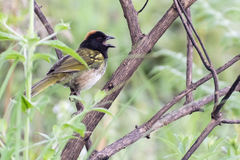 Pipilo maculatus × ocai