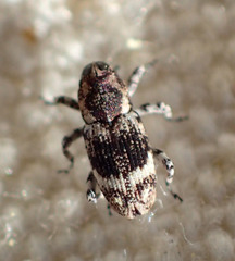 Cylindrocopturus eatoni