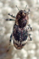 Cylindrocopturus eatoni