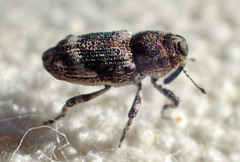 Cylindrocopturus eatoni