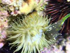 Actinia striata
