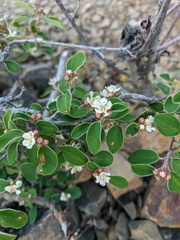 Cotoneaster tauricus