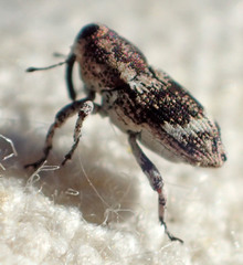 Cylindrocopturus eatoni