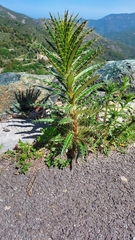 Ptilostemon casabonae