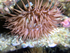 Actinia striata