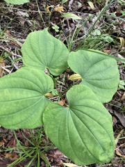 Dioscorea quaternata