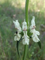 Stachys recta recta