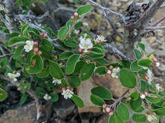 Cotoneaster tauricus