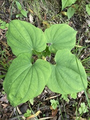 Dioscorea quaternata