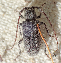 Poliaenus obscurus