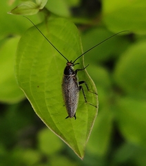 Ectobius erythronotus