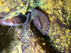 Octopus vulgaris
