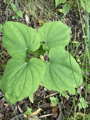 Dioscorea quaternata