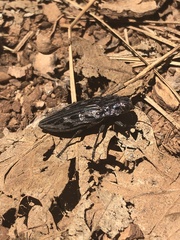 Chalcophora angulicollis