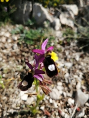 Ophrys bertolonii