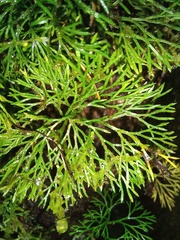 Elaphoglossum peltatum