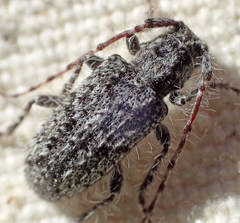 Poliaenus obscurus