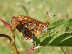 Euphydryas aurinia beckeri