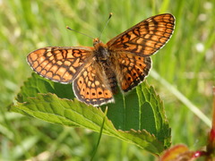 Euphydryas aurinia beckeri