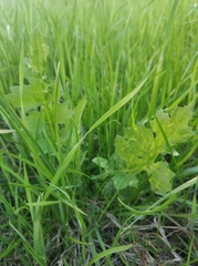 Carduus crispus