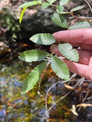 Schinus terebinthifolia