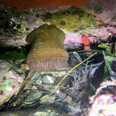 Actinia striata
