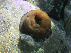 Actinia striata