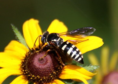 Bicyrtes capnopterus