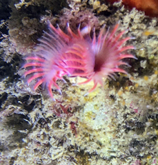 Serpula vermicularis