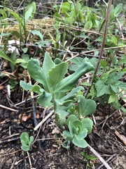 Hylotelephium telephioides