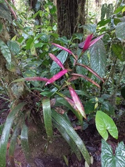 Guzmania wittmackii
