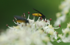 Sciara hemerobioides