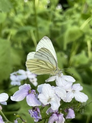 Pieris napi