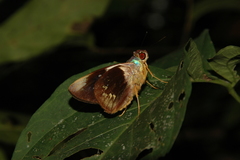 Thracides phidon