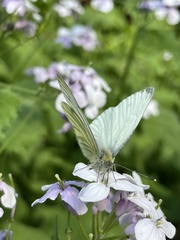 Pieris napi