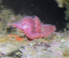 Serpula vermicularis