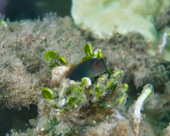 Cirripectes vanderbilti