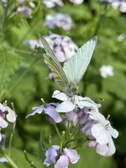 Pieris napi