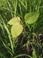 Magnoliopsida