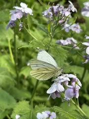 Pieris napi