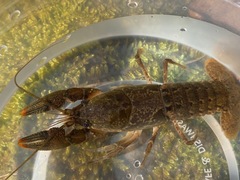 Cambarus latimanus