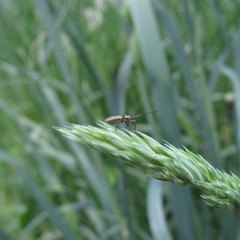 Pterygota