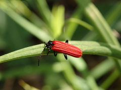 Benibotarus alternatus