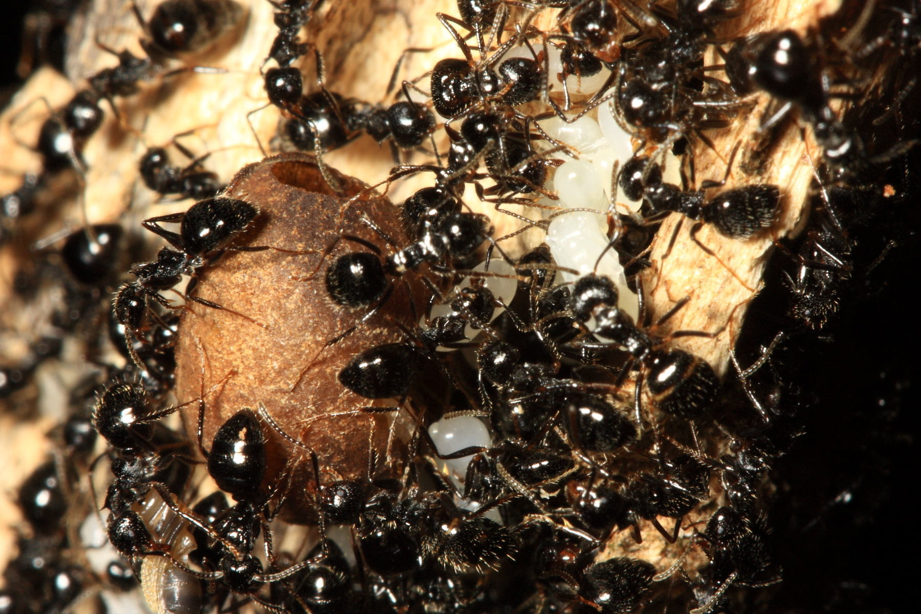 Dolichoderus gagates