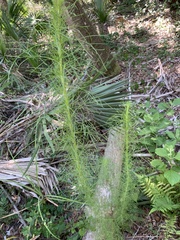 Eupatorium capillifolium image