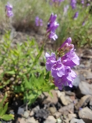 Penstemon venustus