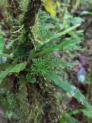 Elaphoglossum peltatum