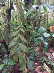 Iriartea deltoidea