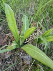 Cirsium arvense